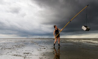 Bruine garnaal maakt Waddenzee extra aantrekkelijk