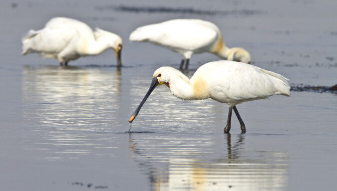 Gezenderde lepelaars op álle Waddeneilanden
