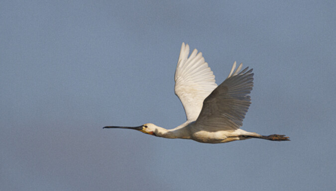 Gezenderde lepelaars op álle Waddeneilanden Gezenderde lepelaars op álle Waddeneilanden